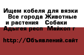 Ищем кобеля для вязки - Все города Животные и растения » Собаки   . Адыгея респ.,Майкоп г.